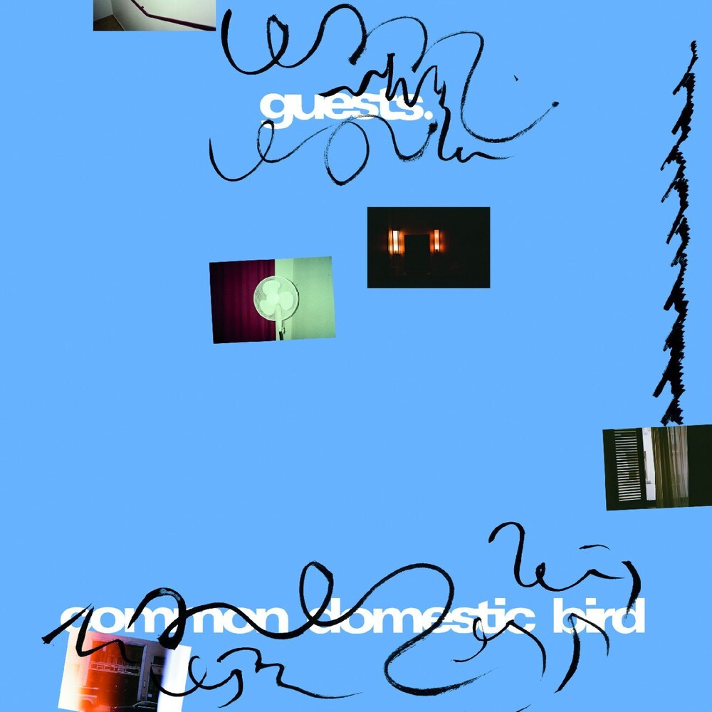 the album cover for Guests - Common Domestic Bird