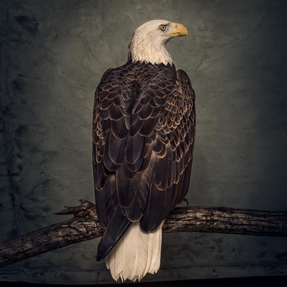 the album cover for Clutch - Book Of Bad Decisions [2LP]