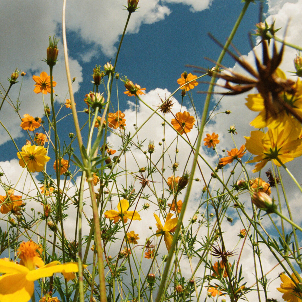 the album cover for Tasha - You Are Spring - Yellow [Colored Vinyl] (Ylw)