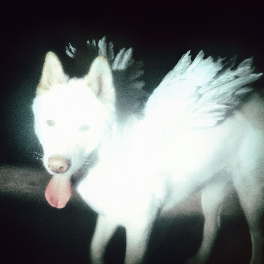 the album cover for Fat Dog - Cancel Me (I'm Tired)